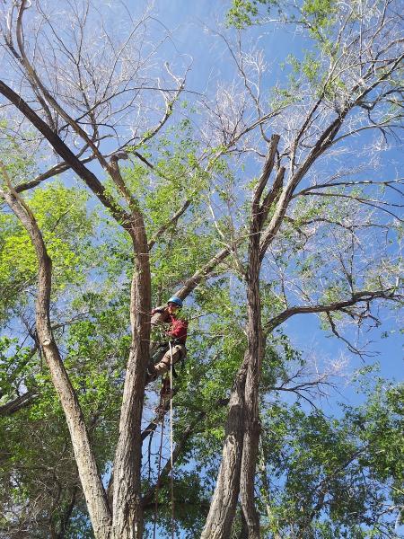Noah's Park Tree Care