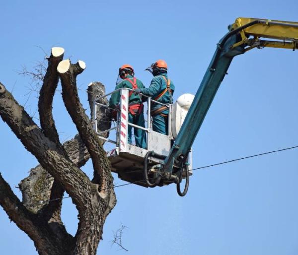 Cincinnati Tree Trimming & Removal Service