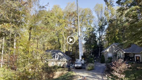 Godspeed Tree Service Inc