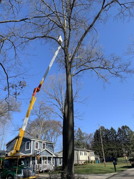 The Bucket List Tree Care