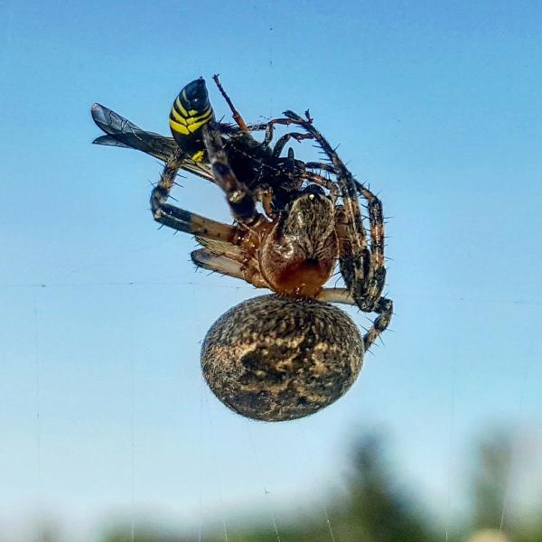 Enviro-Pro Professional Pest Management