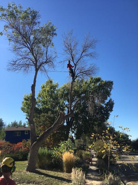 Cutting Edge Tree Care (Lafayette