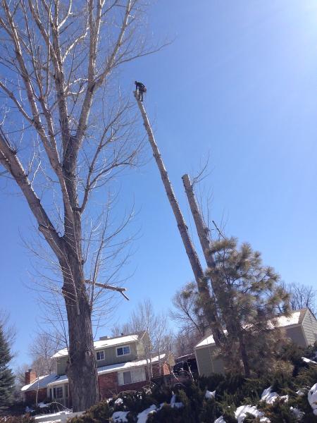 Cutting Edge Tree Care (Lafayette
