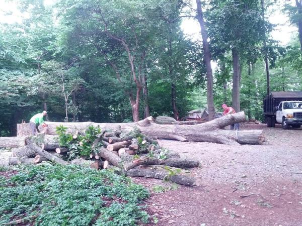 American Arborist Tree Co