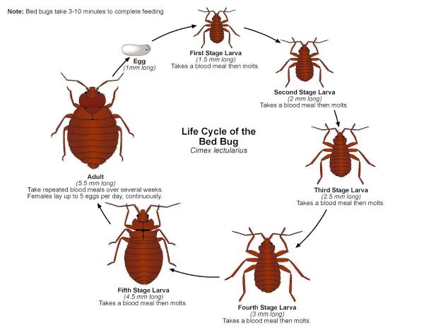 Diamondhead Termite & Pest