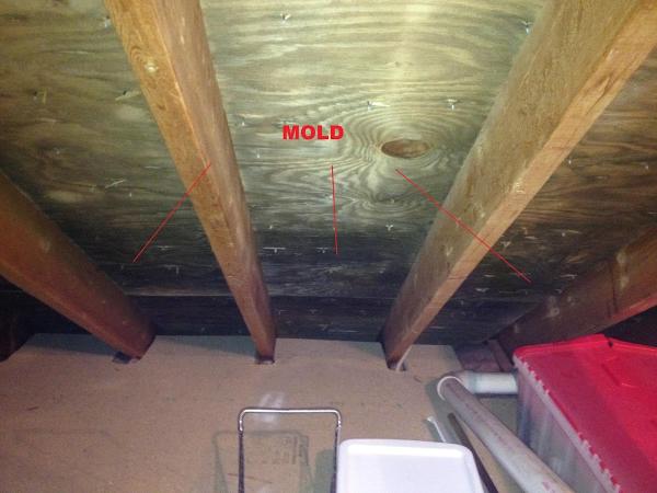 Mold Spotters