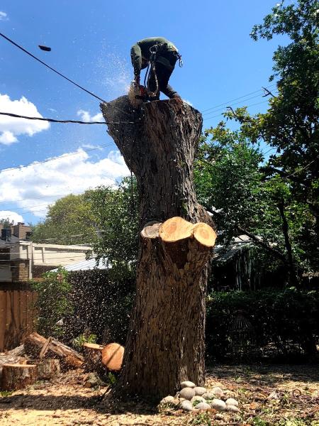 Walter's Tree Service