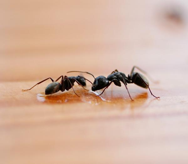 Universal Pest & Termite