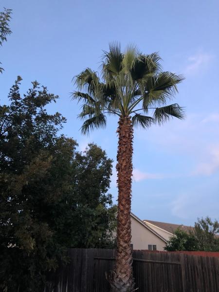 Kingdom Tree Services