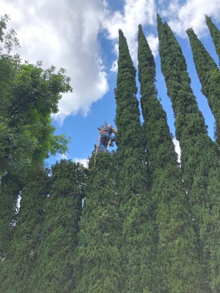 Kingdom Tree Services