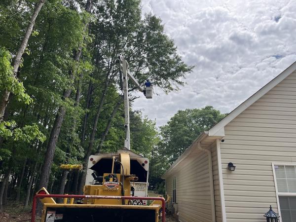 Superman Tree Service