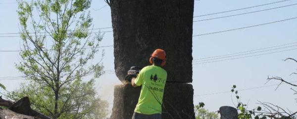 T & L Tree Services Inc