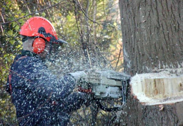 Tree Cutting and Trimming