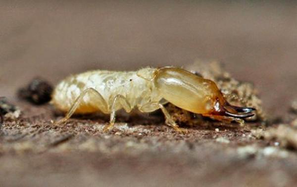 All American Pest Control
