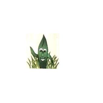 Oasis Lawn Care