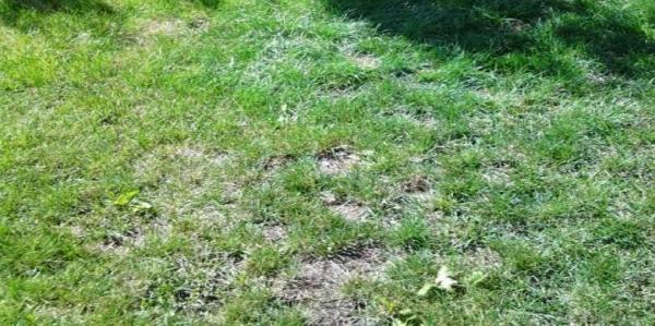 Inavale Lawn & Tree