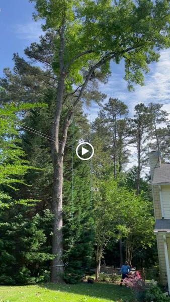 Tree Service