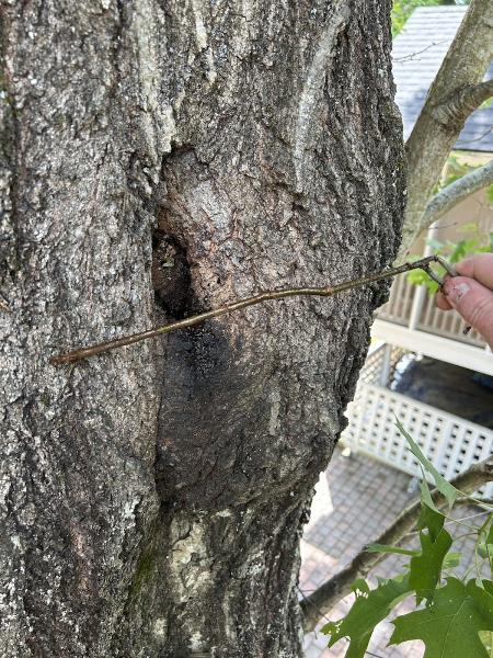 Tree Service