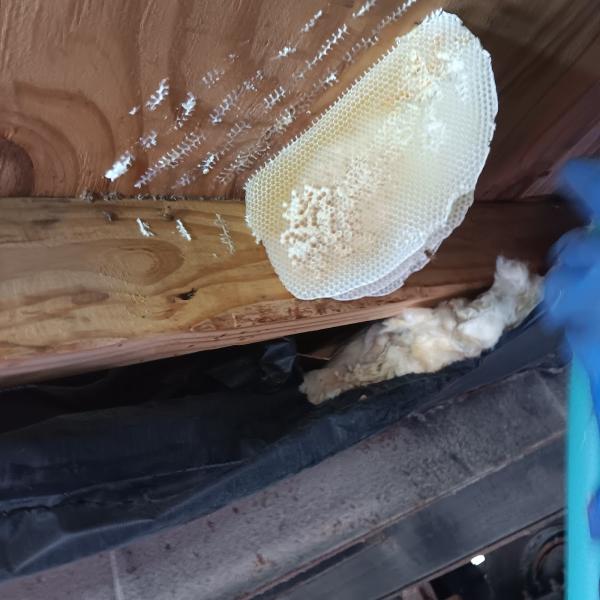 Affordable Bee Removal Service