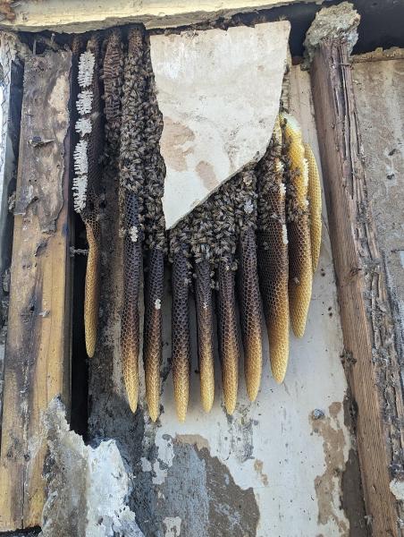 Affordable Bee Removal Service