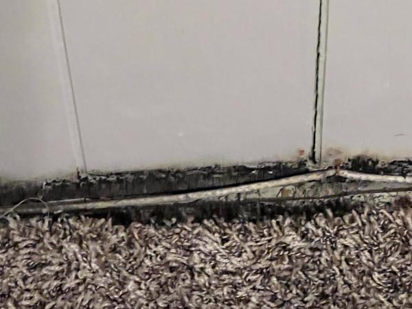 Protocol Mold Testing