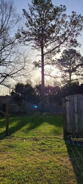 Twin Oaks Tree Service