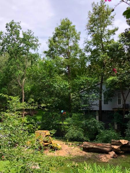 McClain's Tree Experts