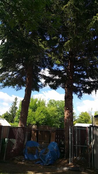 Advantage Tree Care