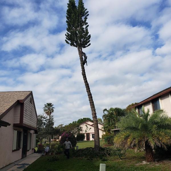 Lopez Tree Service Inc