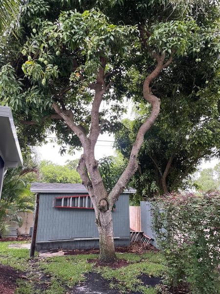 Lopez Tree Service Inc
