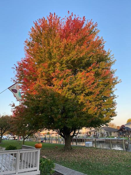 Prolines Tree Service