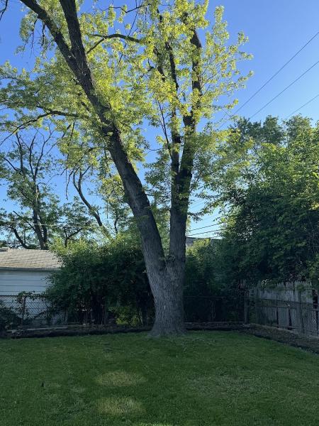 Prolines Tree Service
