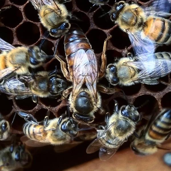 Oxx Beekeeping LLC