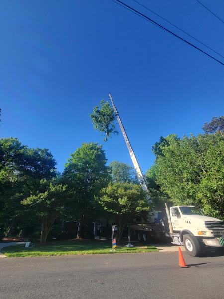 Brothers Tree Service NC