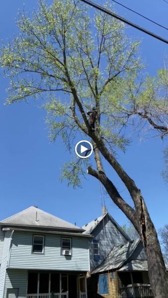 Treebullies Tree Service