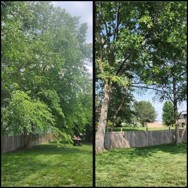 Treebullies Tree Service