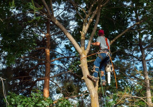 Tree Service Bridgewater