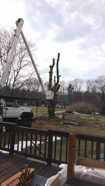 Southern 401 Tree Service INC