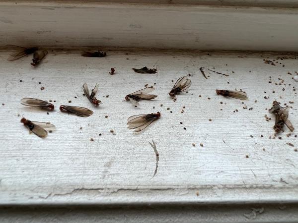 Tombstone Termite Control