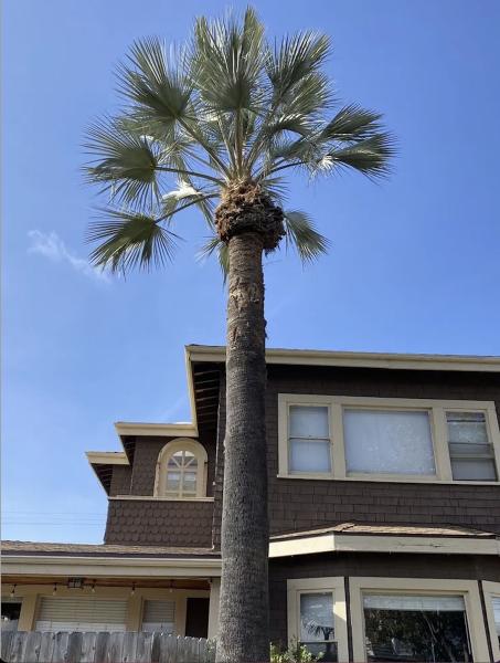 Holly Oak Arbor Care