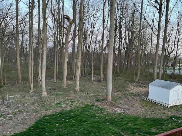 Starr Tree Service Stratford