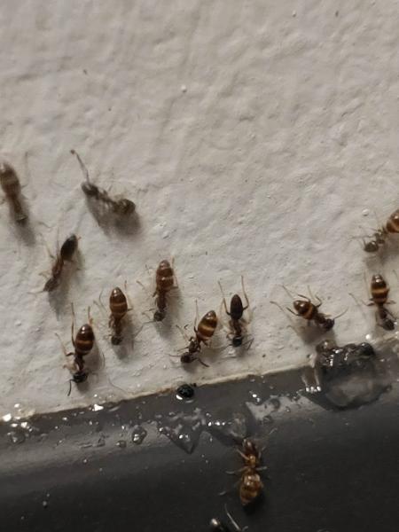 Ecoguard Pest Control