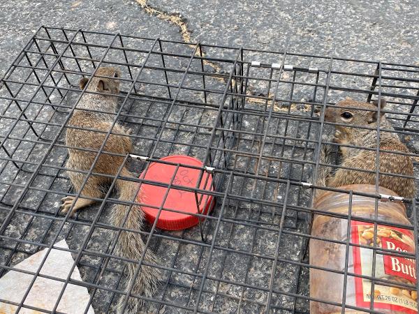 Southwest Exterminators
