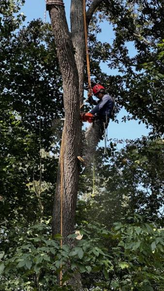 Reyes Tree Service LLC