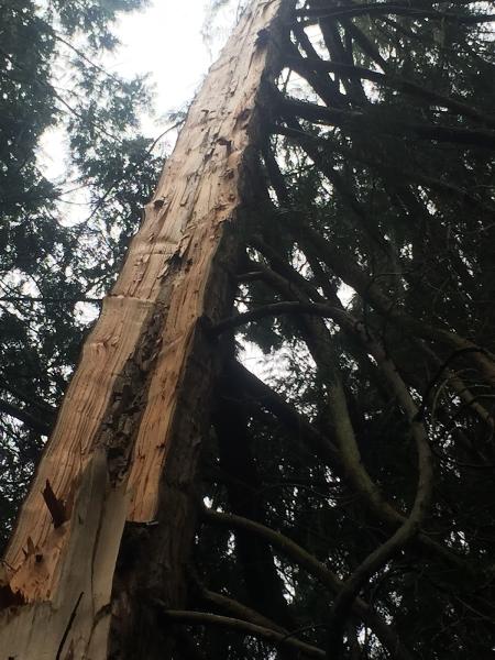 Arbor Art Tree Service LLC