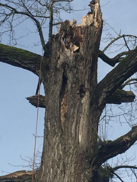 Arbor Art Tree Service LLC