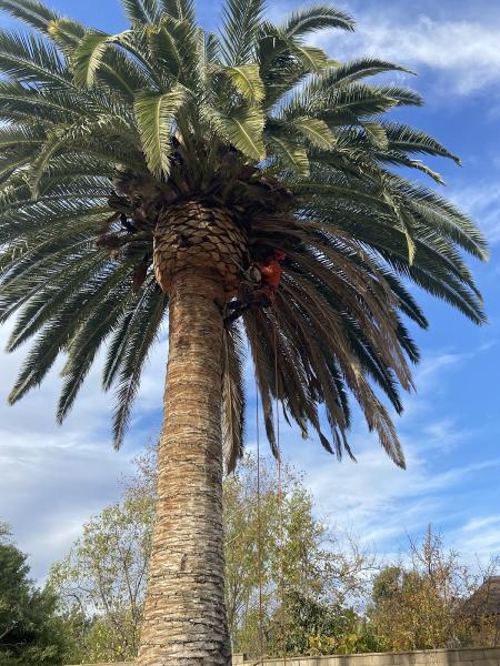 Premium Tree Care