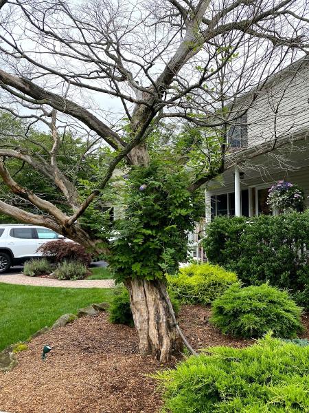 Finesse Landscape Design Inc