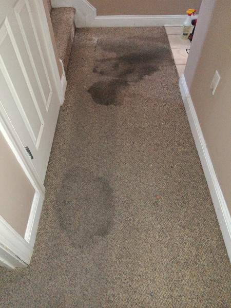 Discount Carpet and Upholstery Cleaning