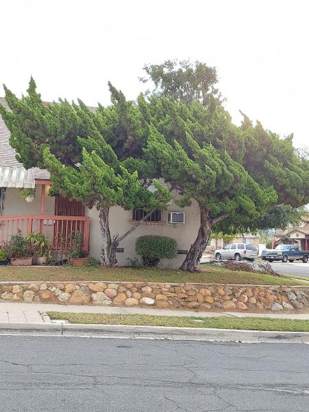 All Access Tree Care